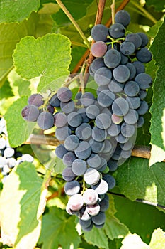 Cluster of blue grape on the vine