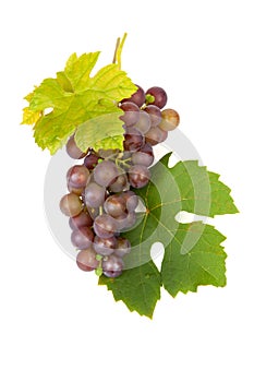 Cluster of blue grapes