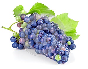 Cluster blue grapes with green leaf