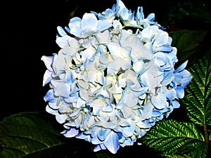 Cluster of Blue Hydrangea Flowes