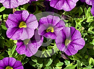 A Cluster of Blue Miniature Trailing Petunia Flowers