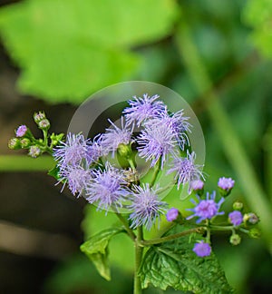 Cluster of Blue Mistflowers