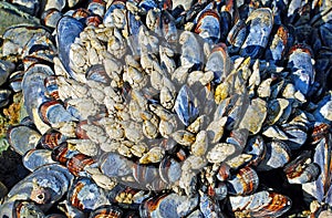 Cluster of blue mussel (Mytilus edulis) and whitie colored gooseneck barnacles (Lepus sp.) photo