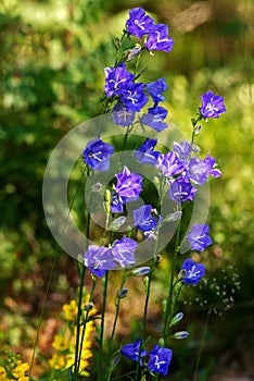 Cluster of Bluebell or Campanula persicifolia