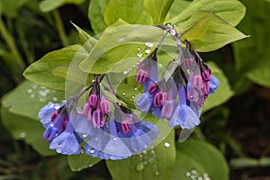 Cluster of Bluebell Wildflowers with Raindrops