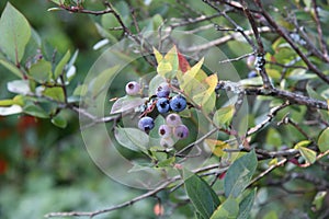 Cluster of blueberries ripening on the bush