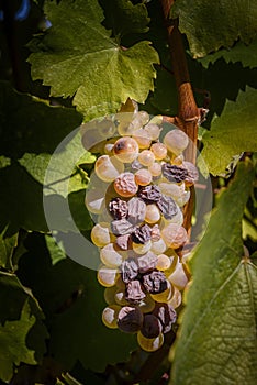 Cluster of botrytised Furmint grapes