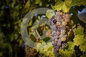 Cluster of botrytised Furmint grapes