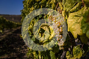 Cluster of botrytised Furmint grapes