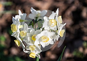 Cluster Bouquet of White Daffodils
