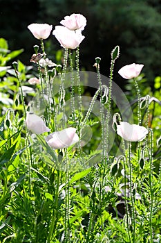 Cluster of Brialliantly-White Poppies in the Green Garden