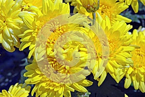 Cluster of Bright Yellow Perennial Chrysanthemum Flowers