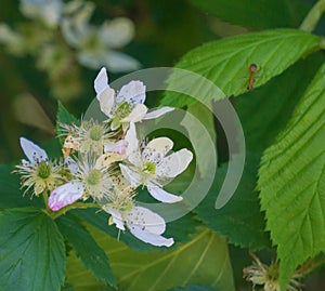 Cluster of Bristly Dewberry, Rubus hispidus photo