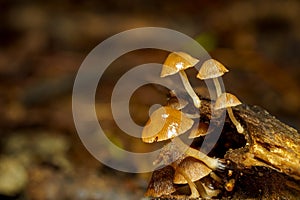 A cluster of brown mushrooms growing on a dark substrate, likely wood.