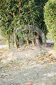 Cluster of Buddha bamboo (Bambusa ventricosa) in a park : (pix SShukla)