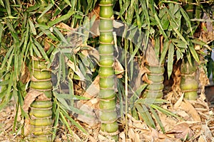 Cluster of Buddha bamboo (Bambusa ventricosa) in a park : (pix SShukla)