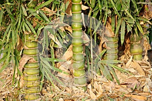 Cluster of Buddha bamboo (Bambusa ventricosa) in a park : (pix SShukla)