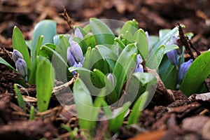 Cluster of buds of a blue scillas