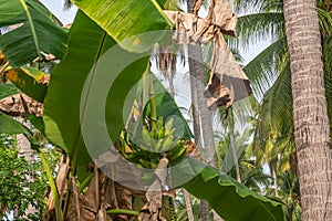 Cluster or bunch of bananas on plant, Parque EcoturÃÂ­stico. Zihu photo