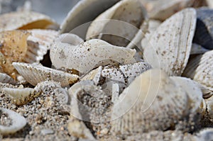 Cluster of seashells on the beach