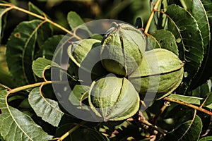 A cluster of burkett pecans