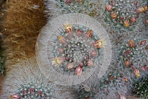 Cluster of cacti in Latin called Mammillaria bocasana Poselger with flowers and flower buds.