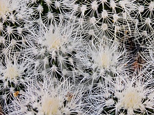 Cluster of Cacti Up Close