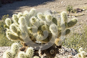 Cluster of cactus