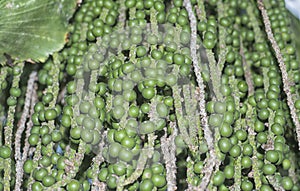 cluster of Caryota mitis fruits - round-shaped fruits.