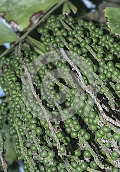 cluster of Caryota mitis fruits - round-shaped fruits.