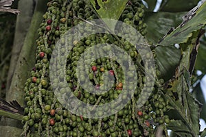 cluster of Caryota mitis fruits - round-shaped fruits.