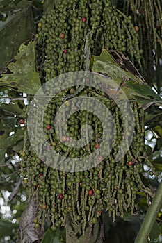 cluster of Caryota mitis fruits - round-shaped fruits.