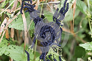 Cluster of caterpillars butterfly peacock devouring nettle leaves