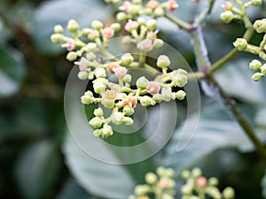 Cluster of cayratia japonica flowers 2 photo