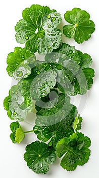 Cluster of Centella Asiatica Leaves With Water Droplets