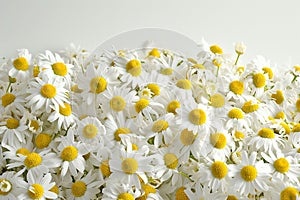 Cluster of chamomile blooms representing purity and the essence of nature's healing power, used for natures and
