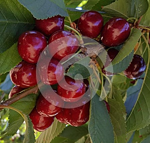 Cluster of cherries