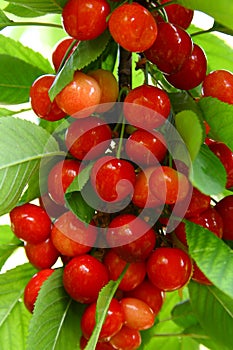 Cluster of cherries