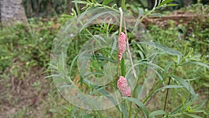 Cluster of cherry pink snail eggs