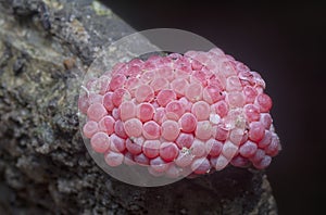 Cluster of cherry pink snail eggs