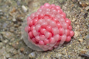 Cluster of cherry pink snail eggs