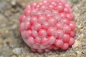 Cluster of cherry pink snail eggs