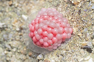 Cluster of cherry pink snail eggs