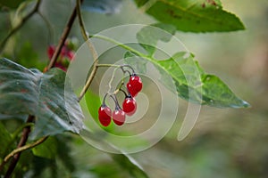 A cluster of Climbing Nightshade - Solanum dulcamara - berries close up