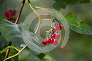 A cluster of Climbing Nightshade - Solanum dulcamara - berries close up