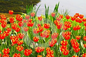 A cluster of pink tulip flowers beside the pond