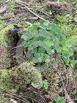 Cluster of cloverleafs on the wooden floor