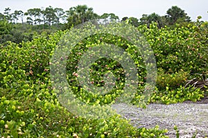 Cluster of Cocoplum in Florida