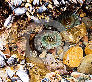 Cluster of colorful sea anemones surrounded by mucles photo