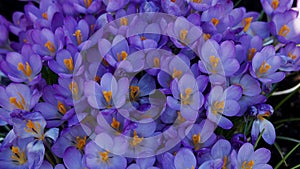 Cluster of crocus flowers 